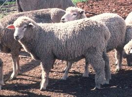 Corriedale sheep