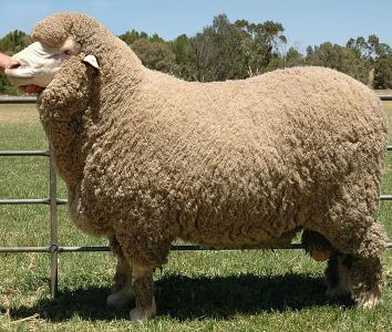 Merino sheep