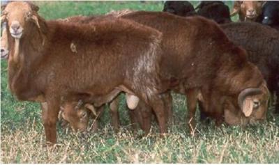 Red Maasai sheep