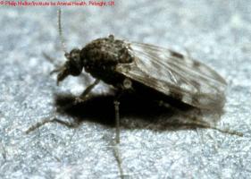 Female Culicuides Midges transmit Bluetongue disease