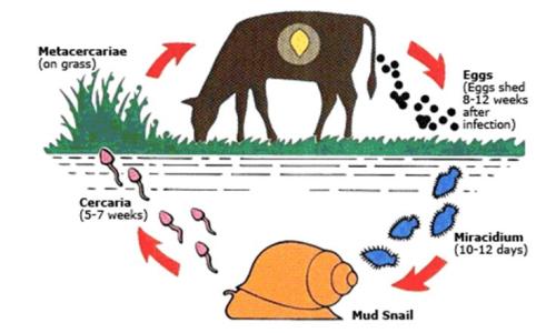 Life cycle of a liver fluke