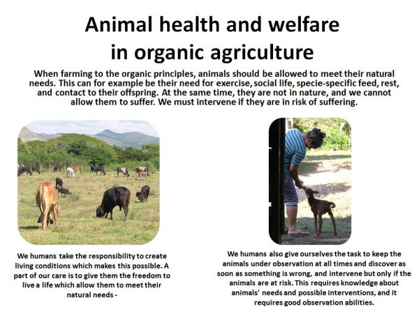 Animal health promotion, welfare and disease prevention (IFOAM Norms) |  Infonet Biovision Home.
