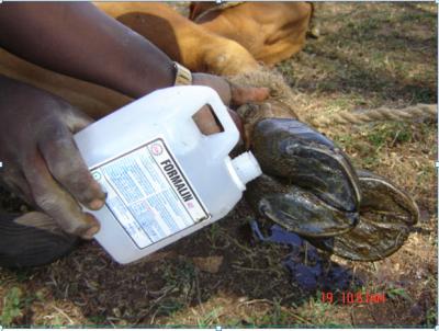 Treatment of hoof rot with Formalin