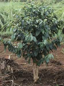 A well pruned, young coffee plant (Coffea arabica) .