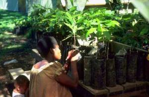 Budding of cocoa plants