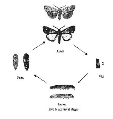 Lifecycle of armyworm 