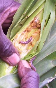 Stalkborer larvae 