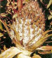 Severe infestation of pineapple mealybugs on the fruit