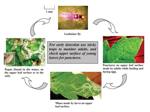 Leafminer life cycle