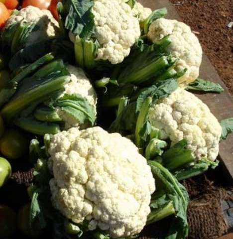 Cauliflower (Brassica oleracea var. botrytis)
