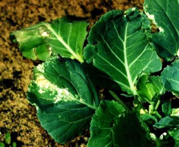 Damage caused by the bagrada bug on cabbage
