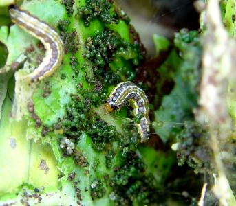 Caterpillars of the cabbage moth