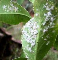 Immature stages of the citrus woolly whitefly