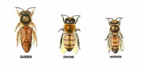 Honeybee castes in a colony. Illustration.