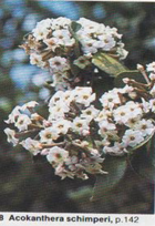 Acokanthera flowers