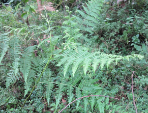 Bracken fern (Pteridium aquilinum)