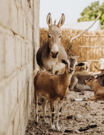 Farmer's donkey and goats