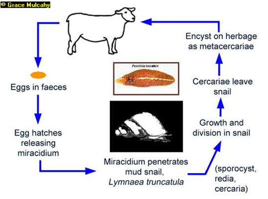 Lifecycle of Fasciola hepatica