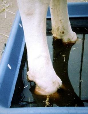 Foot Rot in Sheep/Goats | Infonet Biovision Home.