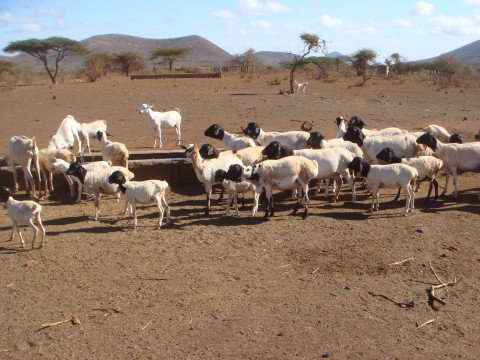 Black Persian Sheep in arid area, Isiolo