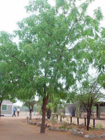 Neem trees 