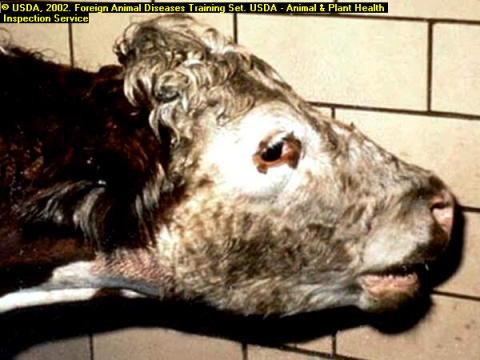 Contagious Pleuropneumonia in Cattle (CBPP)