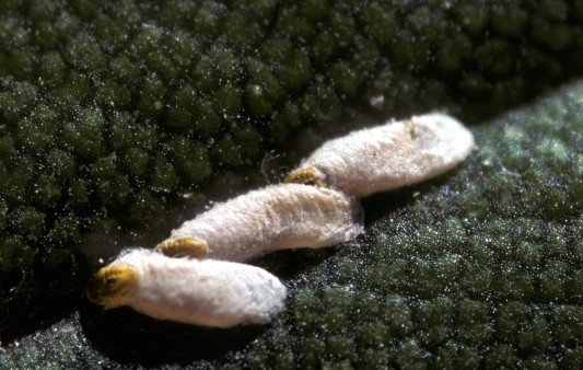 <b>Scale insect</b>. This is not the cassava scale, but an armored scale (related species) 
