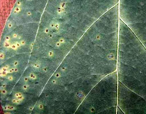 Soybean bacterial pustules caused by Xanthomonas axonopodis