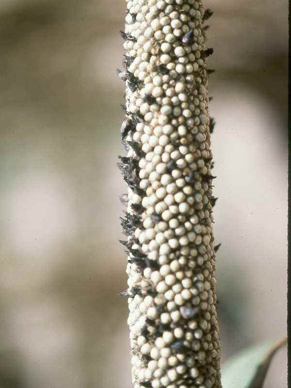 <b>Ergot</b><i>(Claviceps spp.)</i> on millet 