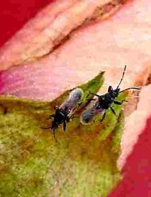 <b>Cotton seed bugs </b><i>(Oxycarenus sp.) </i>on okra, these bugs are small (4 to 6 mm) 