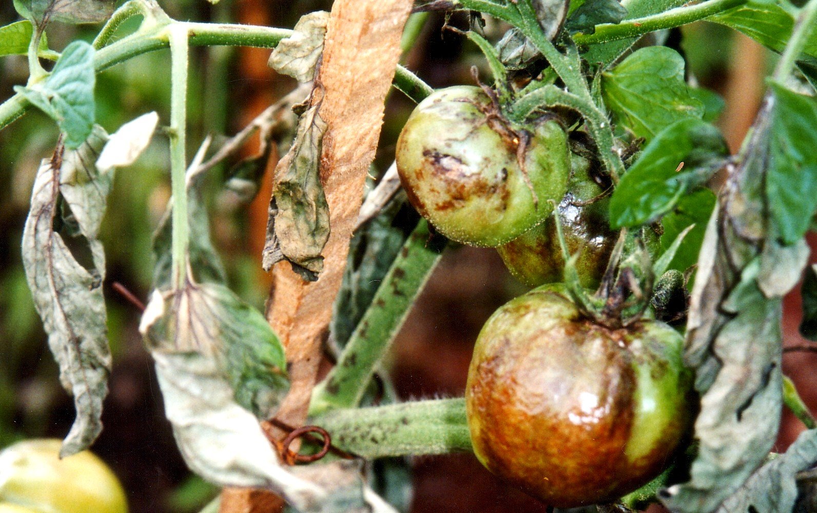 blight on tomatoes treatment organic