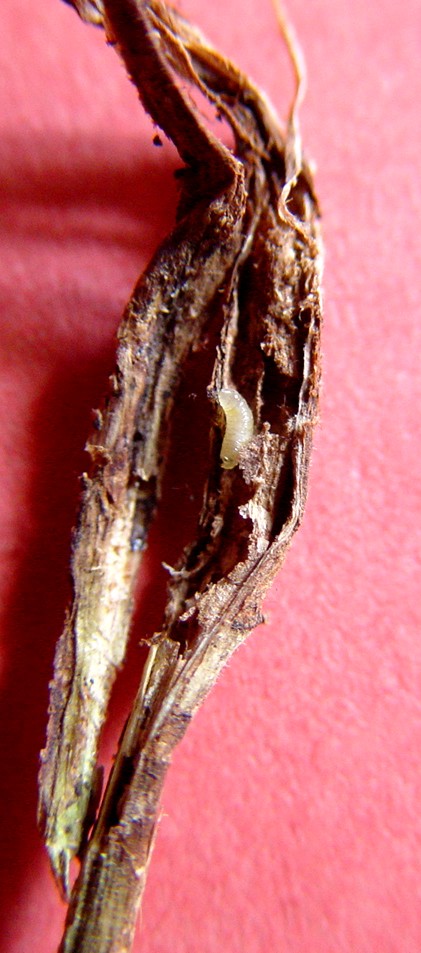 Bean fly maggot, Ophiomyia,  french bean stem