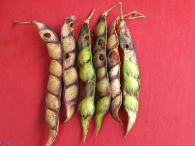 peas biovision infonet helicoverpa pigeon damaged