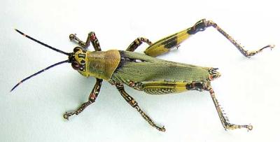 <b>Variegated grasshopper</b> <i>(Zonocerus variegatus)</b> 