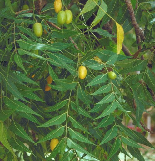 helminthiasis neem)