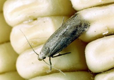 Grain moth (Sitotroga cerealella). 