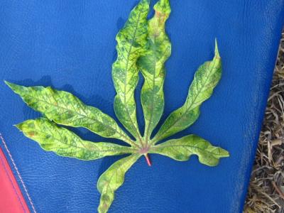 Cassava plant showing symptoms of the African Cassava Mosaic Disease (ACMD) transmitted by whiteflies.