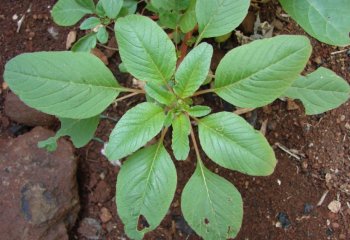 Amaranthus blitum, young plant. Ⓒ Maundu, 2012