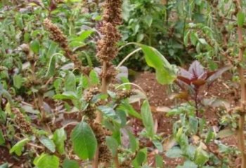 Amaranthus blitum fruiting branch ⒸMaundu 2019