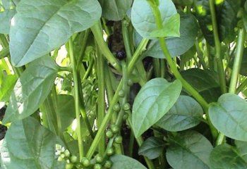 Basella alba fruiting branch in Kenya Ⓒ Maundu, 2021
