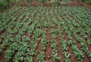 Cowpeas planted on rows Ⓒ Maundu, 2021