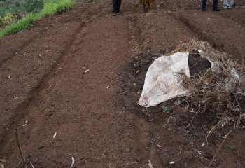 Raised beds in Kiambu, Kenya, showing raised beds with furrows for drainage; The heap to the right is manure. Ⓒ Maundu, 2021