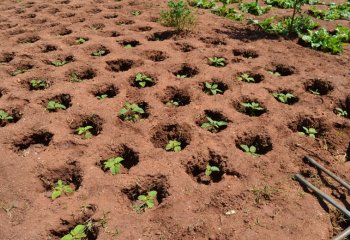 Vegetables grown inside Zai pits Ⓒ Maundu,2021
