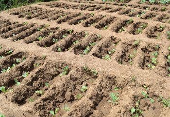 Vegetables grown on sunken beds, Migwani, Kenya Ⓒ Maundu, 2021
