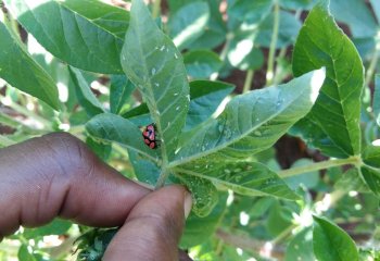 A ladybird feeding on aphids Myzus persicae underneath a cleome leaf. Ⓒ Maundu 2014