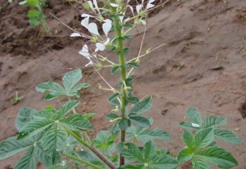 Cleome gynandra plant. Kitui, Kenya.© Maundu, 2010