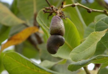 Cashew nut in Kitui, E. Kenya Ⓒ J Kioko, 2022