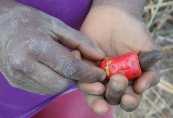 Anacardium occidentale L fruit in Kitui, E. Kenya Ⓒ J Kioko, 2022