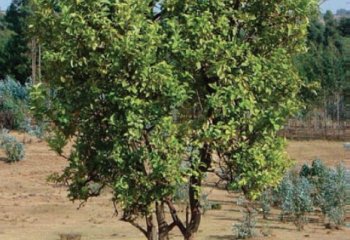 Citrus reticulata tree. © Azene Bekele-Tesemma