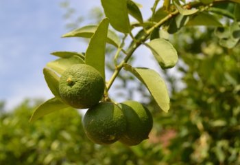 Citrus sp. in Yepal village, Burkina Faso. Ⓒ Maundu, 2015